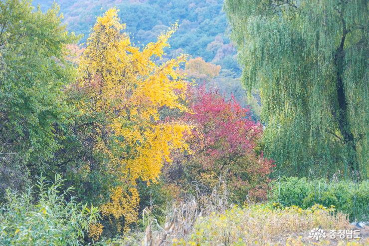 계룡산 기슭의 '가을 수채화' 사진