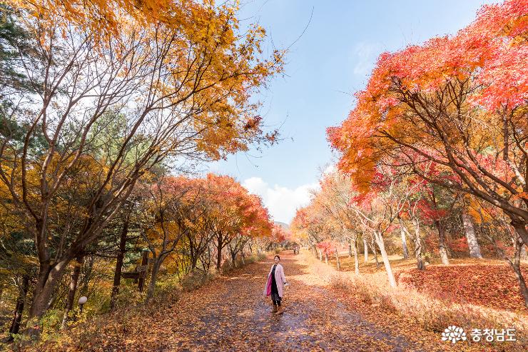 가을과 이별중, 독립기념관 단풍나무숲길