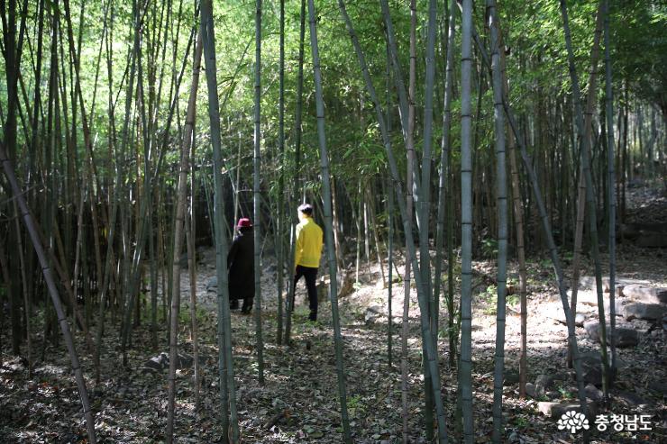 초록이숨쉬는오서산대나무숲길 4