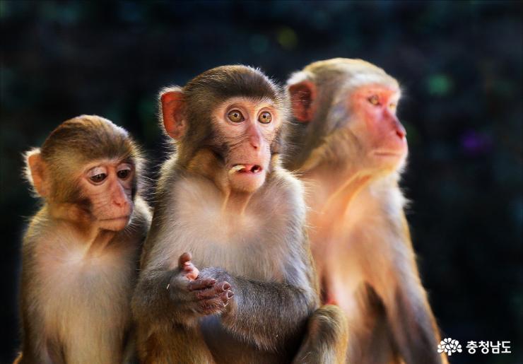 원숭섬의 원숭이가족