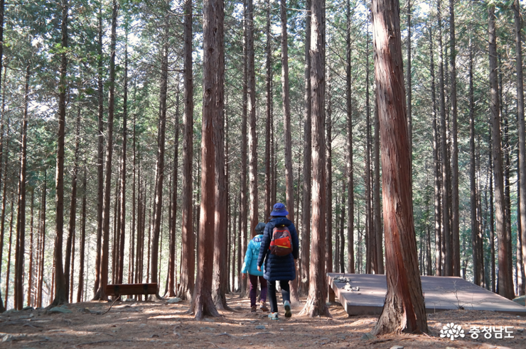 보령 성주산 자연휴양림 편백나무 숲