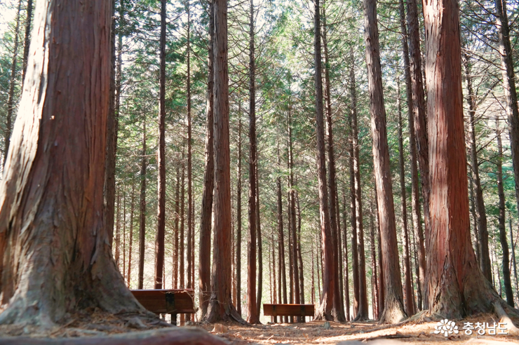 보령 성주산 자연휴양림 편백나무 숲