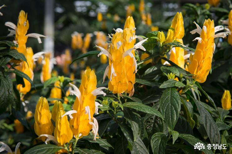 국내 최대 실내온실, 아산꽃식물원 사진