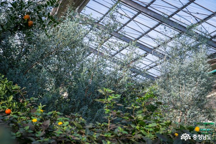 국내 최대 실내온실, 아산꽃식물원 사진