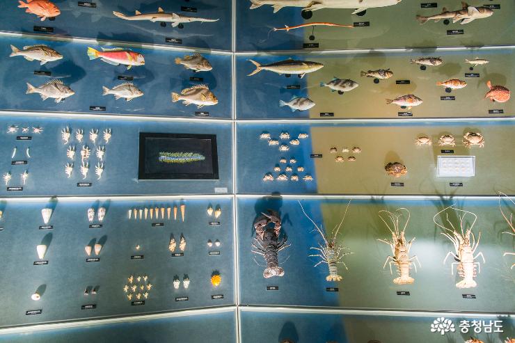바다 생물의 보고, 서천 국립해양생물자원관 사진