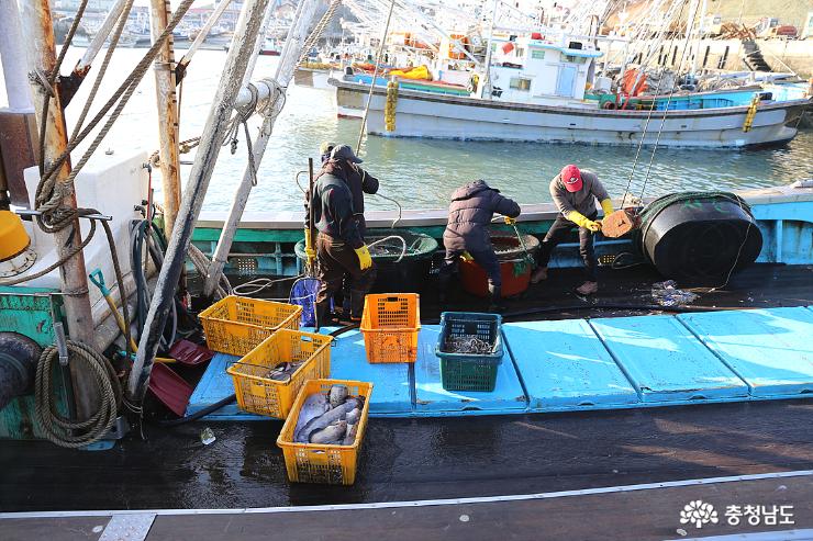 홍원항으로 들어온 수산물 어획 어선들