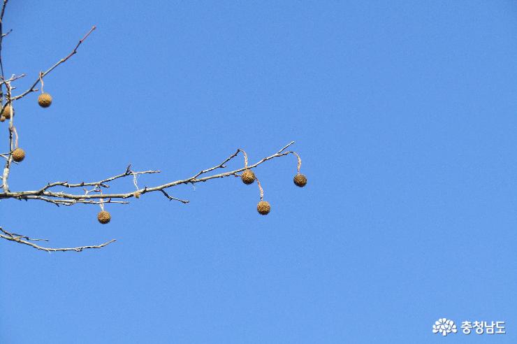 한겨울 나뭇가지에 둥둥 매달려 있는 플라타너스 열매