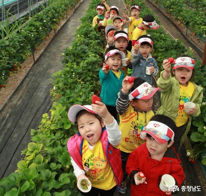 아이들의 딸기 체험 (2017년 3월)