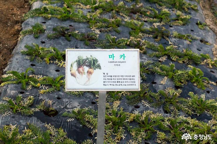 농촌융복합산업의 롤모델 '황금약초식물원' 사진