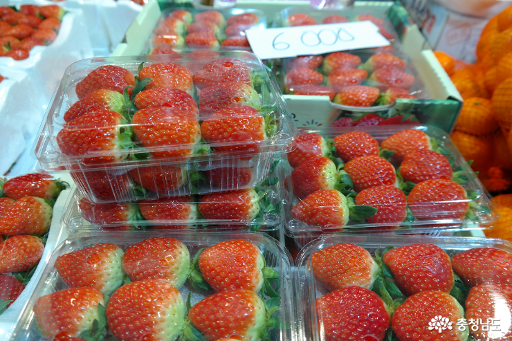 한겨울 인기 과일 논산 딸기