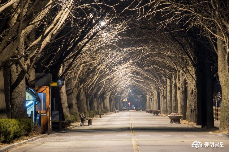 아산 은행나무길의 밤풍경 사진
