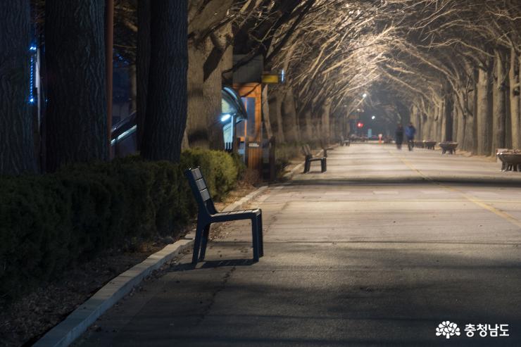 아산 은행나무길의 밤풍경 사진