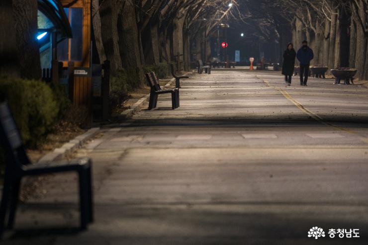 아산 은행나무길의 밤풍경 사진