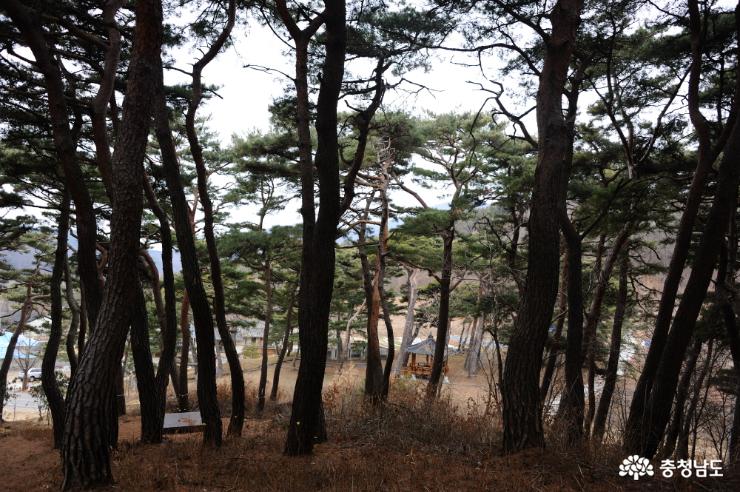 소나무와 정자