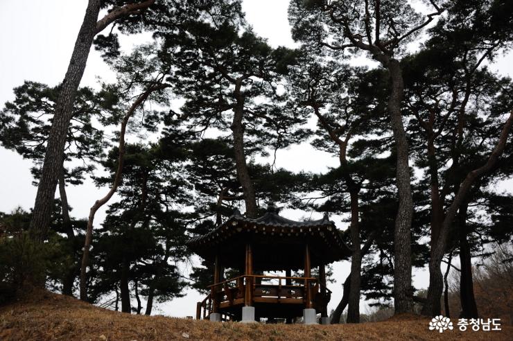 정자가 있는 소나무 숲
