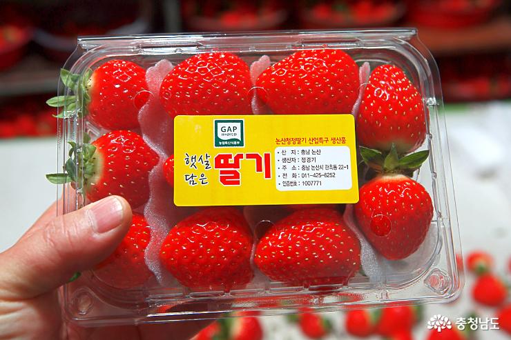 달콤한 향기가 가득한 논산 딸기 농장 13