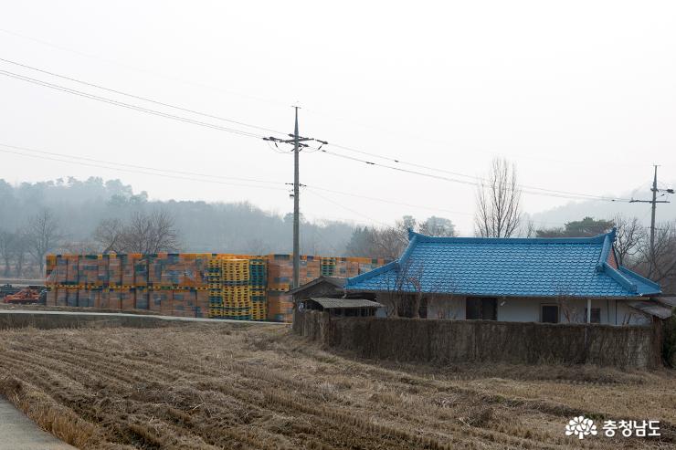 상월고구마로 즐기는 달콤하고 건강한 봄 3