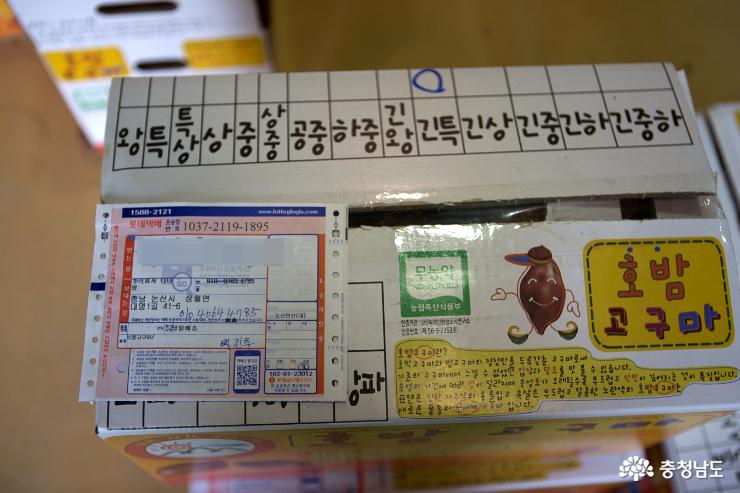 상월고구마로 즐기는 달콤하고 건강한 봄 16