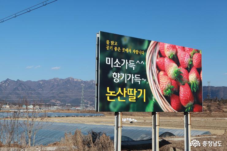 논산 딸기 광고판(논산시 상월면)