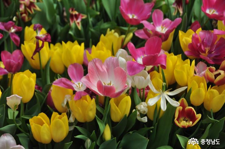 다양한 꽃들이 화사한 아름다움과 향기를 뿜어대는 세계꽃식물원 사진