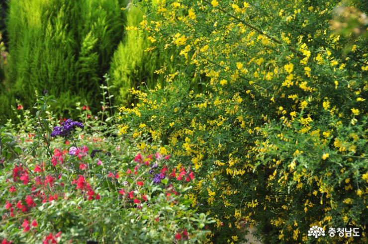 다양한 꽃들이 화사한 아름다움과 향기를 뿜어대는 세계꽃식물원 사진