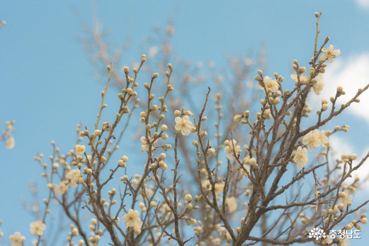 푸른하늘, 봄 소식알리는 현충사 사진