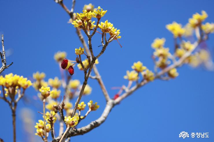 봄꽃향기가득한천안삼거리공원 5