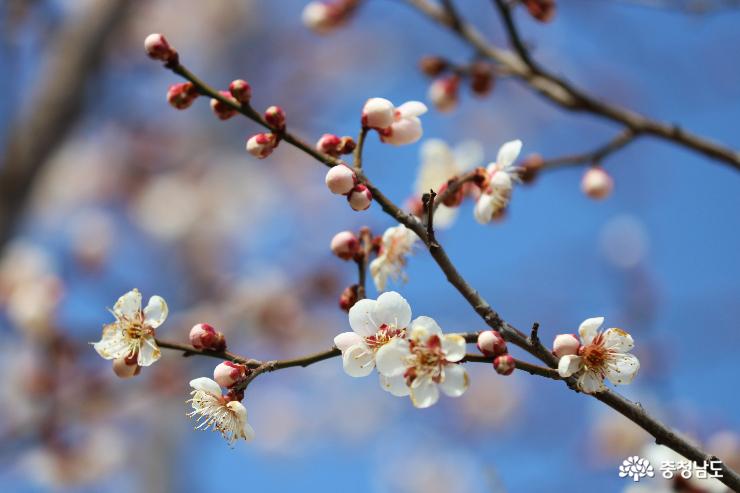 봄꽃향기가득한천안삼거리공원 6