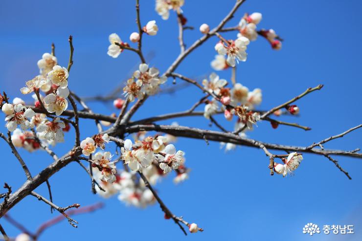 봄꽃향기가득한천안삼거리공원 7