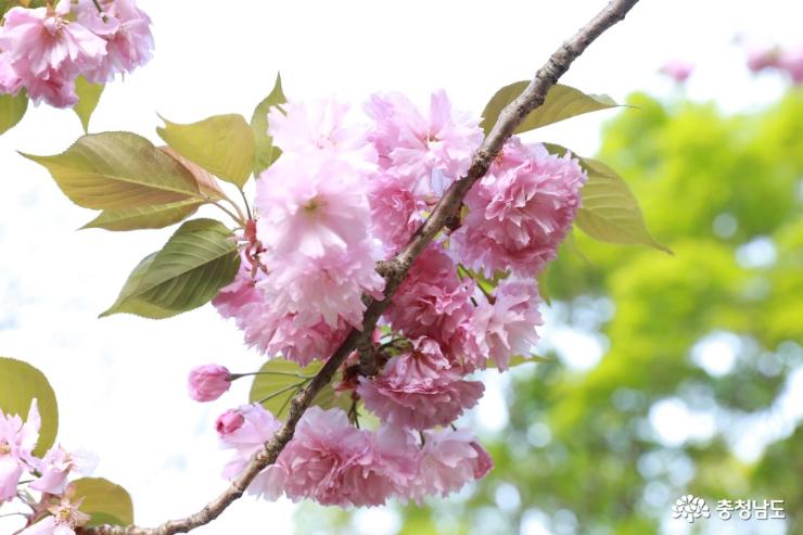 서산 개심사 왕벚꽃 개화시기는 4월 중순 사진
