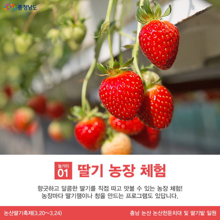 놀거리01 딸기 농장 체험