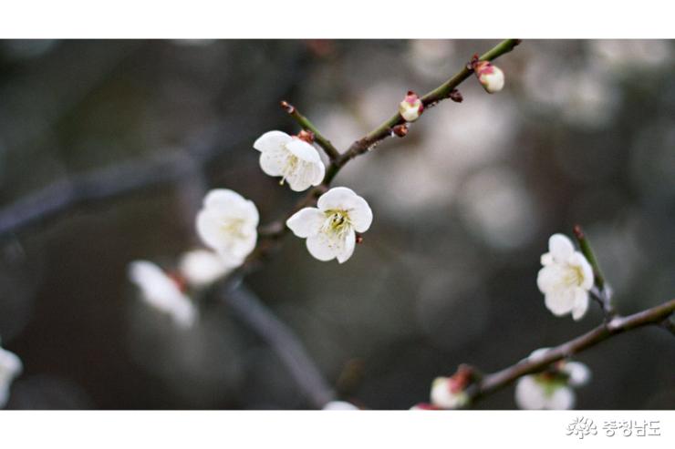 고즈넉한 절의 봄맞이, 각원사 사진