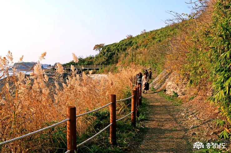 대숲과 바다를 조망하며 힐링하는 죽도 둘레길 10