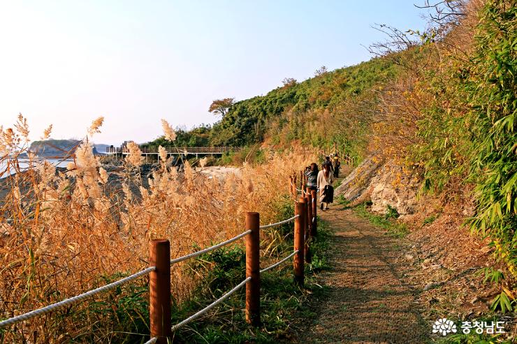 대숲과바다를조망하며힐링하는죽도둘레길 10