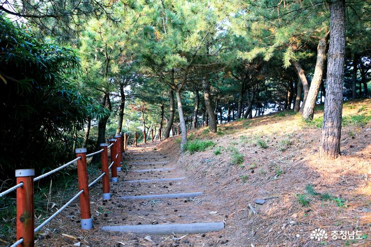 대숲과 바다를 조망하며 힐링하는 죽도 둘레길 17