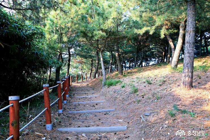 대숲과 바다를 조망하며 힐링하는 죽도 둘레길 사진