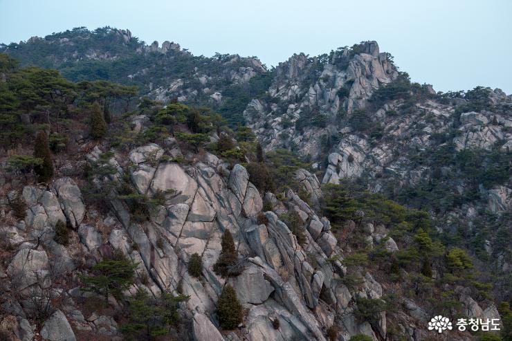 충남의 금강산 용봉산의 봄소식 사진