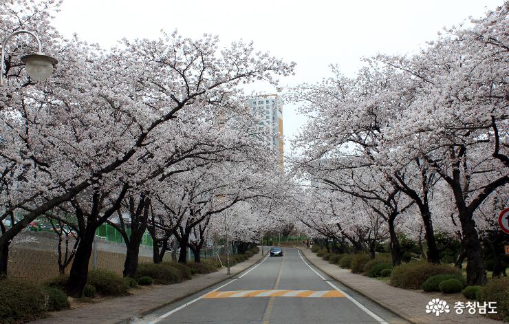 천안북일고 진입로의 벚꽃. 거리 인도변 양편으로 40~50여년생 벚꽃나무들이 꽃망울을 터트려 오는 13일 학교개방일을 전후해 절정에 이를 전망입니다.