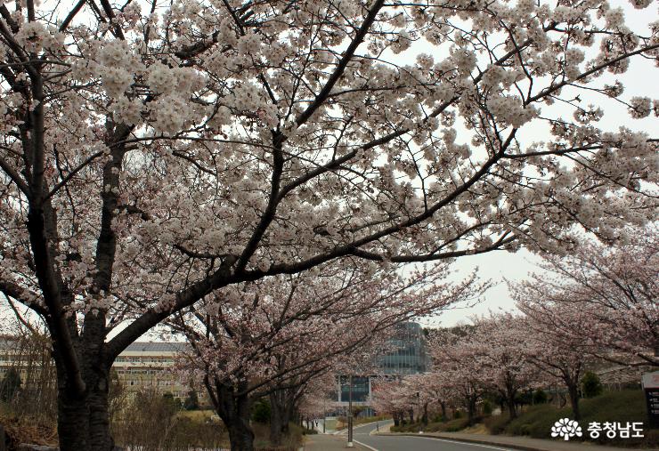 천안북일고 진입로를 따라 꽃망울을 터트린 벚꽃사이로 멀리 중앙에 ‘종합관’과 왼편에 천안북일고 교실이 보입니다. 아직은 벚꽃이 절정이 아니지만, 학교의 진입로를 비롯해 전체가 벚꽃과 어우러져 가고 있습니다.