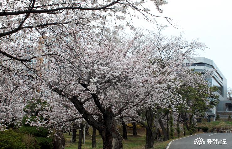 천안북일고 종합관 인근의 벚꽃입니다. 꽃망울을 동시에 터트리기 사직했습니다. 오는 13일이면 북일고 주변 온천지가 벚꽃에 둘러 쌓이게 됩니다.