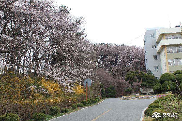 천안북일고 구 진입로 인근 학교 경계를 따라 피기 시작한 벚꽃이 개나리와 어울려 장관을 준비하고 있습니다. 오는 13일이면 이곳은 희고 노란 벚꽃과 개나리로 뒤덮이게 됩니다.