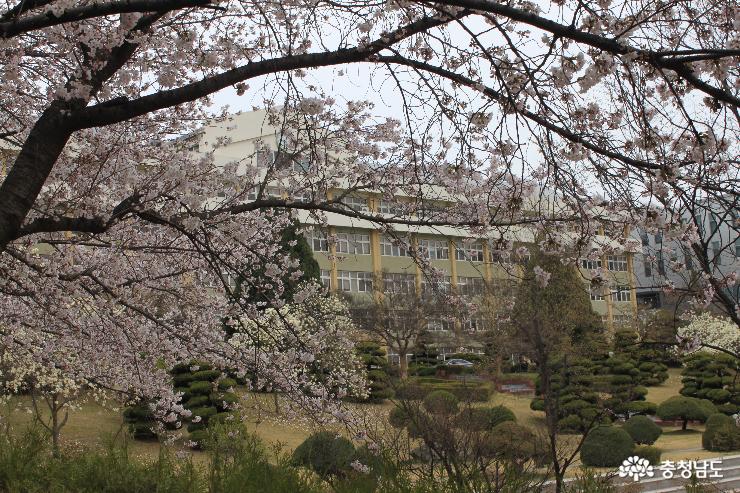 벚꽃사이로 천안북일고 교실이 보입니다. 