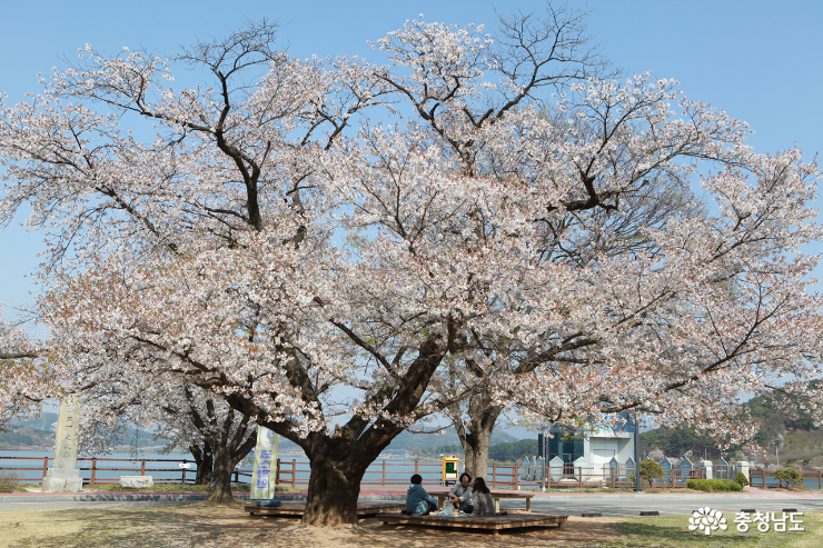 탑정호 백제상징광장 벚꽃
