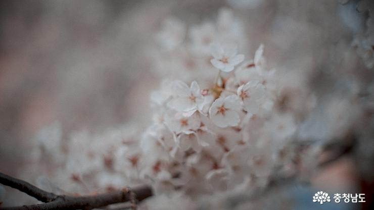 자연과 함께 벚꽃을 즐길 수 있는 천안 벚꽃명소 '원성천' 사진
