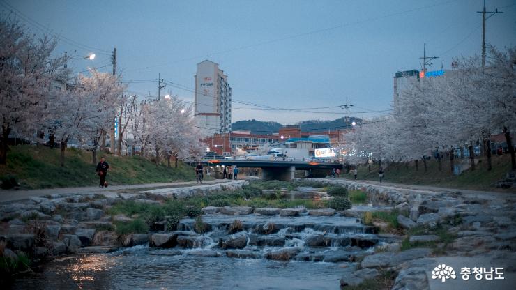 자연과 함께 벚꽃을 즐길 수 있는 천안 벚꽃명소 '원성천' 사진
