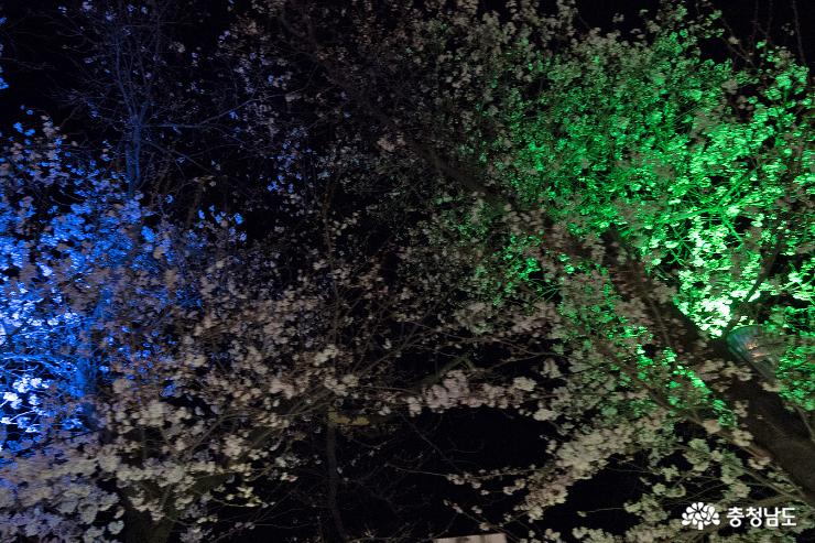 공주 동학사를 밝히는 계룡산 벚꽃축제