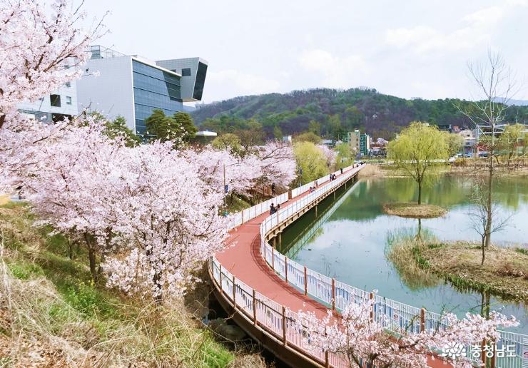 천안 벚꽃 명소 천호지와 단국대 벚꽃터널