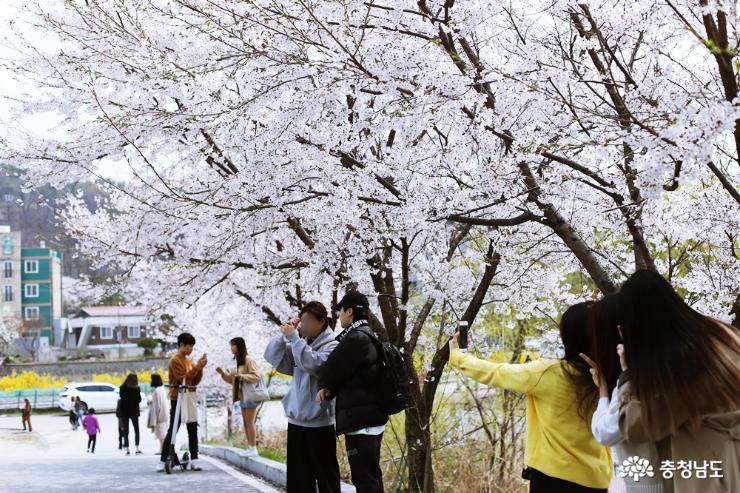 천안 벚꽃 명소 천호지와 단국대 벚꽃터널 사진