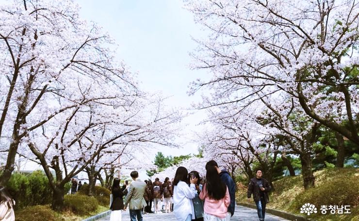 천안 벚꽃 명소 천호지와 단국대 벚꽃터널 사진