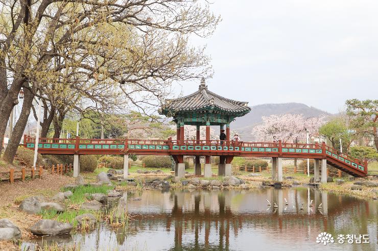 수양벚꽃을 만날 수 있는 천안삼거리공원 사진